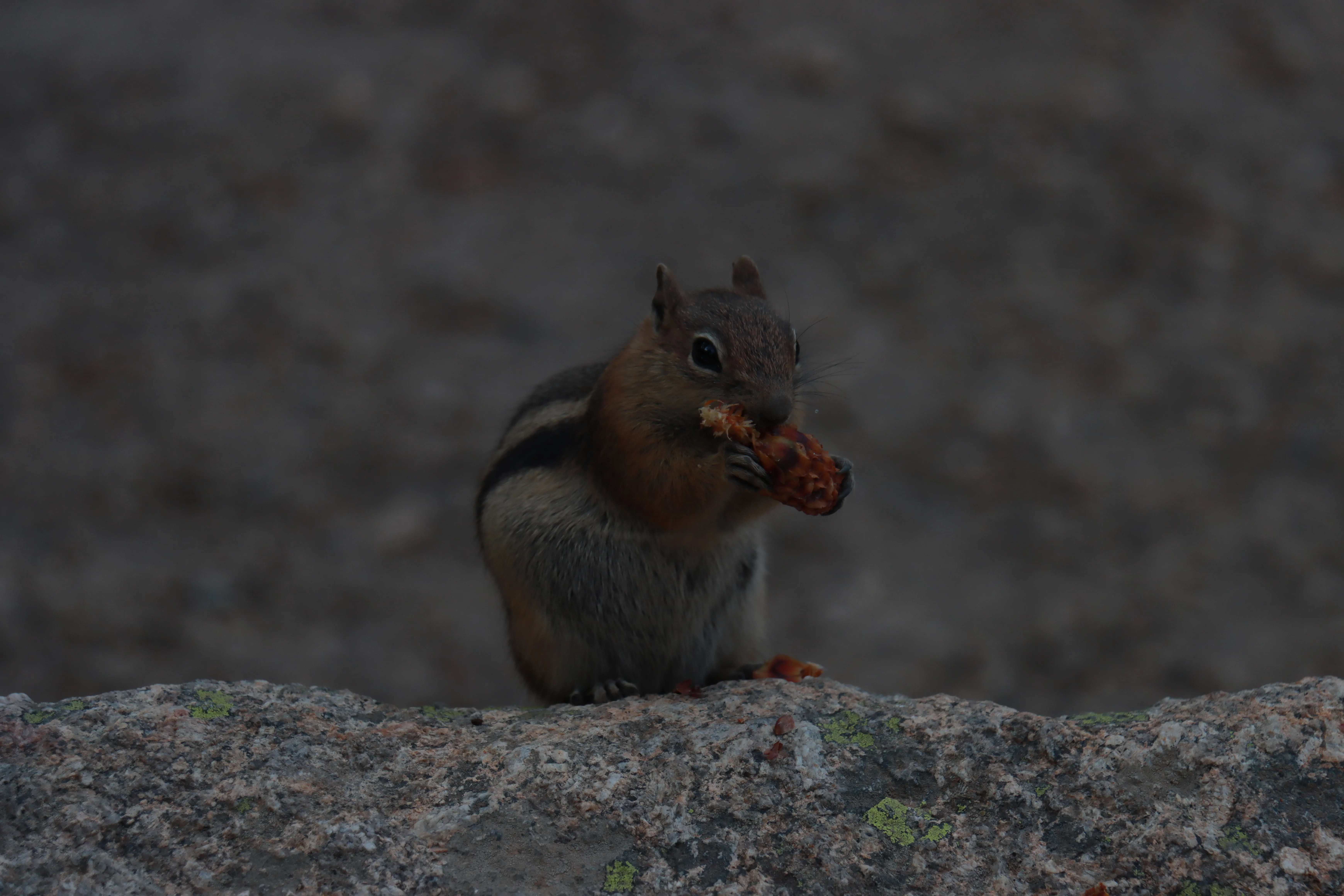Chipmunk snacking on a rock